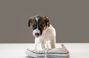 بيعه سريعة كلبين كلب أمريكان بولي كلب بيتبول