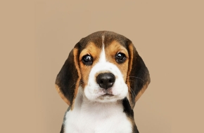 للبيع كلب هاسكي يلعب مع الكبار والاطفال